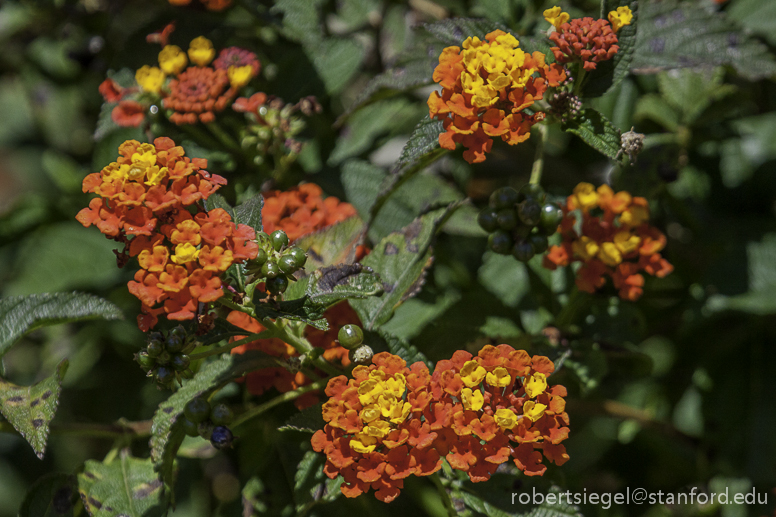 lantana